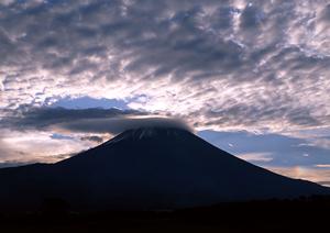 癒しとインスタ映えを同時に叶える！浅草で楽しむハリネズミカフェ完全ガイド