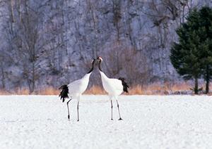 東横INN京王線東府中駅北口｜府中市のビジネスホテルで快適なステイを満喫