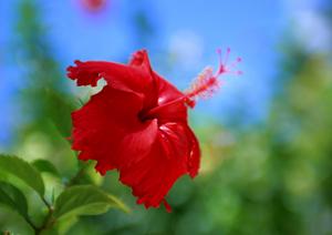下呂温泉には多数の足湯があります